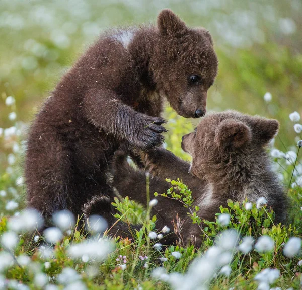 Filhotes Urso Marrom Brincando Floresta Nome Ceintific Ursus Arctos — Fotografia de Stock