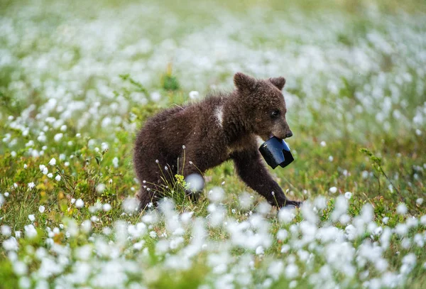 Caminhando Brown Urso Filhote Com Lente Capuz Pousada Pântano Com — Fotografia de Stock