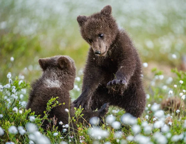 Cachorros Oso Pardo Jugando Bosque Nombre Escéptico Ursus Arctos —  Fotos de Stock