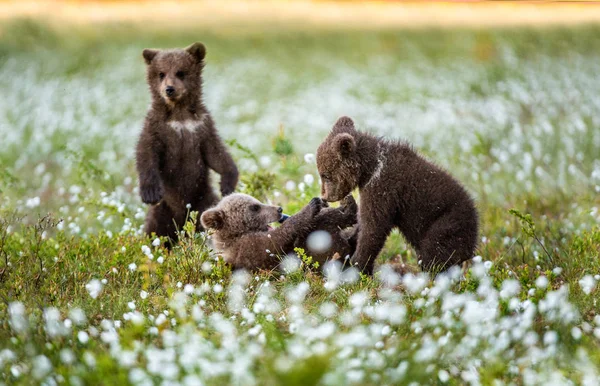 Medvěd Hnědý Mláďata Hrají Lese Sceintific Název Ursus Arctos — Stock fotografie