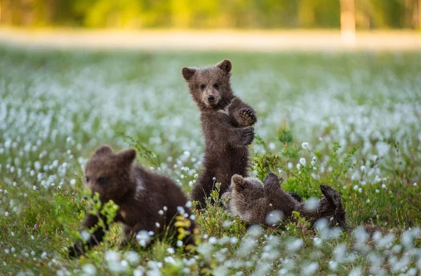 Cachorros Oso Pardo Jugando Bosque Nombre Escéptico Ursus Arctos —  Fotos de Stock