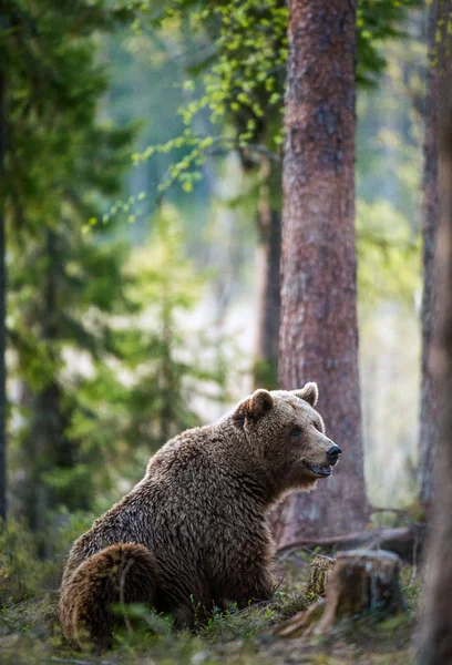 Urso Castanho Selvagem Floresta Verão Nome Científico Ursus Arctos — Fotografia de Stock
