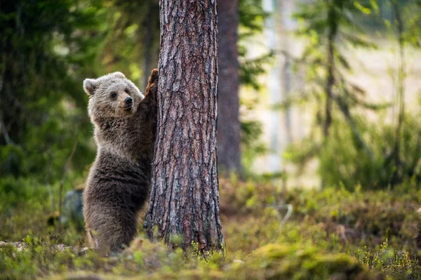 Медвежонок Стоит Задних Лапах Научное Название Ursus Arctos Летнем Лесу — стоковое фото