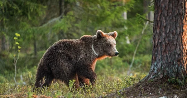 Braunbärenjunges Sommerwald Wissenschaftlicher Name Ursus Arctos — Stockfoto