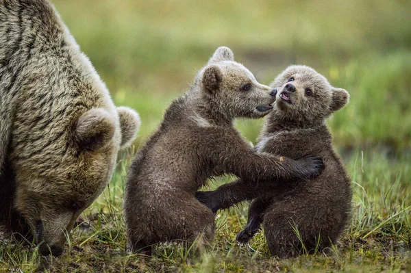 Oursons Ludiques Femelles Adultes Ours Brun Dans Forêt Été Nom — Photo