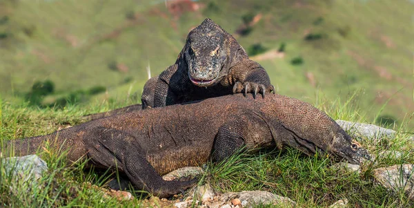 Melawan Komodo Naga Untuk Dominasi Nama Ilmiahnya Adalah Varanus Komodoensis — Stok Foto