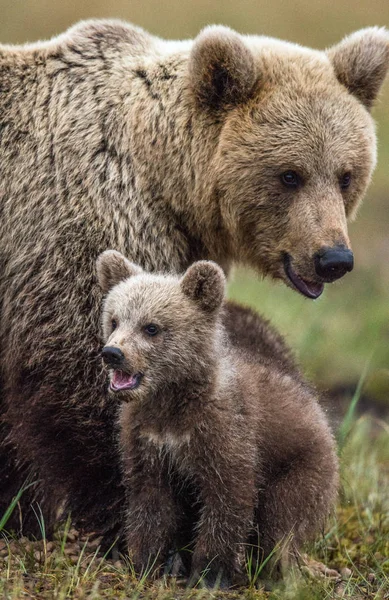 Медведица Медвежонок Лесу Летнее Время Научное Название Ursus Arctos — стоковое фото