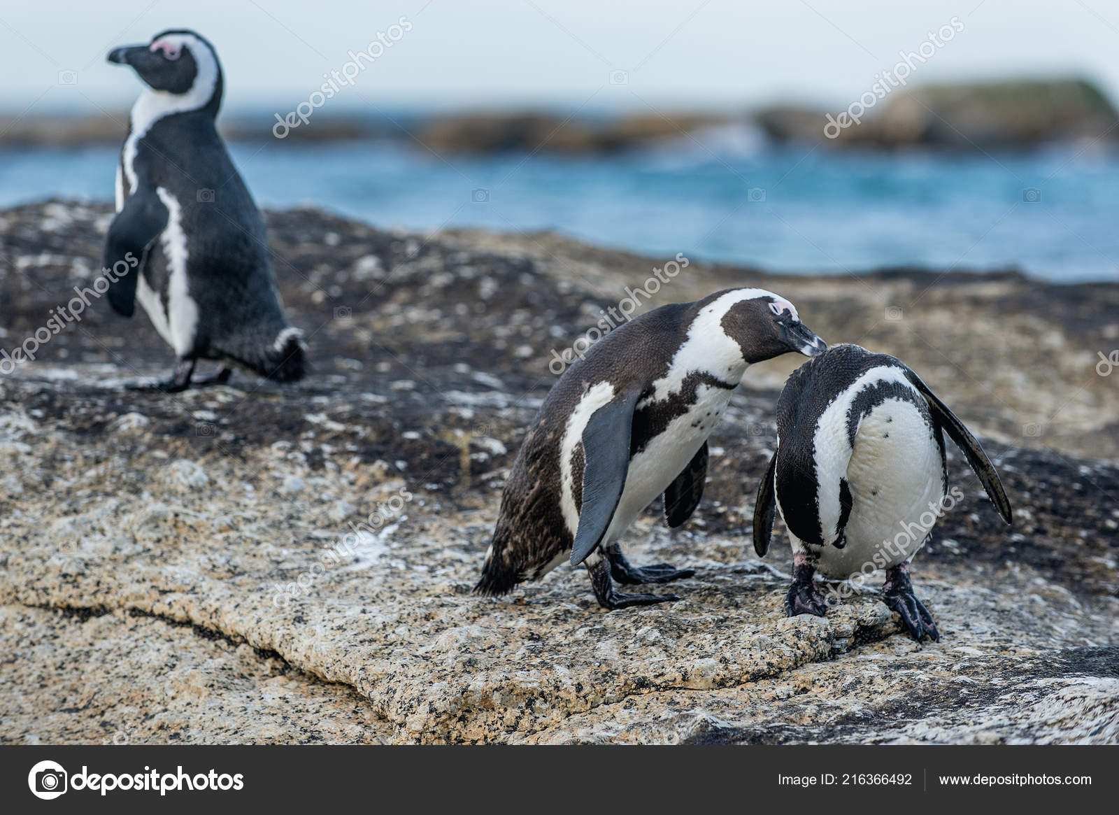 動物の交尾写真素材 ロイヤリティフリー動物の交尾画像 Depositphotos 動物の交尾写真素材 ロイヤリティフリー動物の交尾画像 Depositphotos