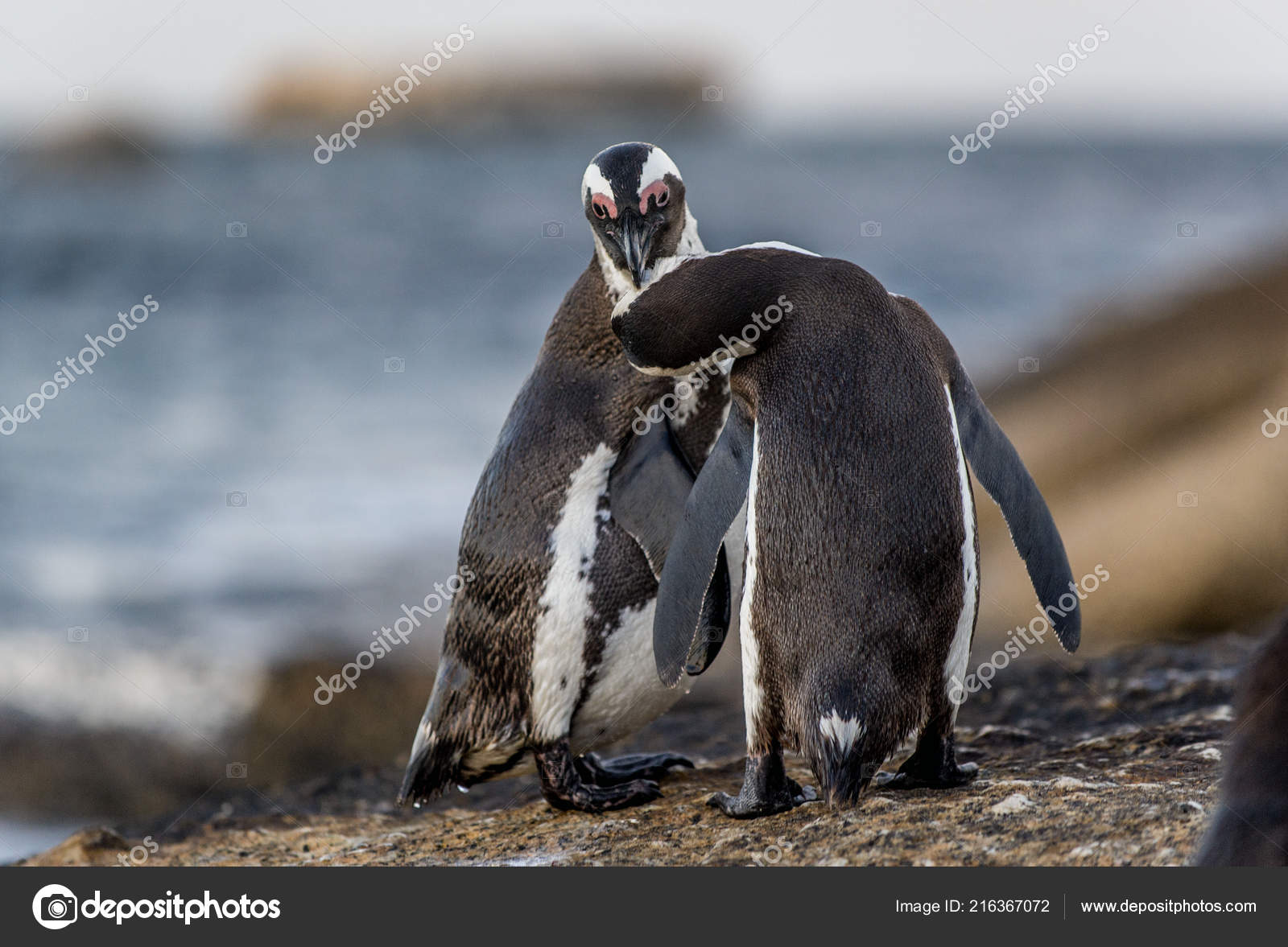 動物の交尾写真素材 ロイヤリティフリー動物の交尾画像 Depositphotos 動物の交尾写真素材 ロイヤリティフリー動物の交尾画像 Depositphotos