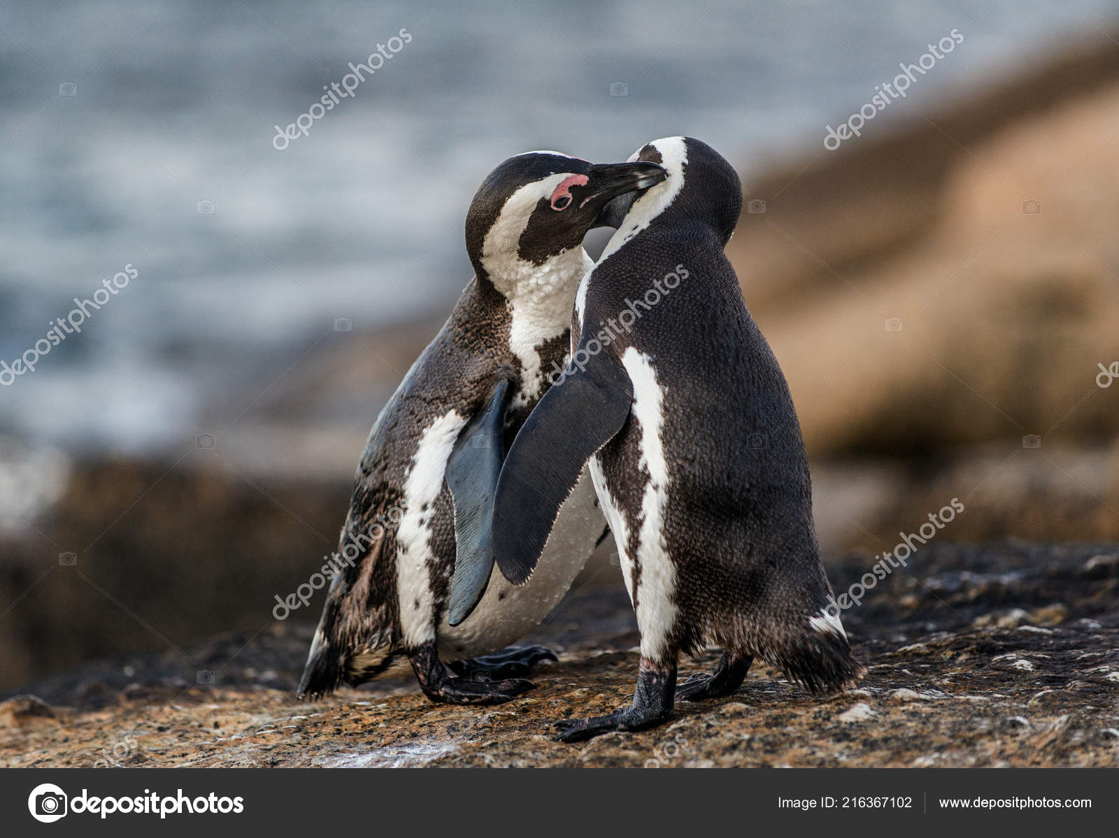動物の交尾写真素材 ロイヤリティフリー動物の交尾画像 Depositphotos 動物の交尾写真素材 ロイヤリティフリー動物の交尾画像 Depositphotos