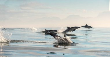 Yüzme ve su dışarı atlama yunuslar. Uzun burunlu ortak yunuslar. Bilimsel adı: Delphinus capensis. Yanlış Bay. Güney Afrika.