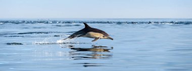 Dolphin swimming and jumping out of water. The Long-beaked common dolphin. Scientific name: Delphinus capensis. False Bay. South Africa.  clipart