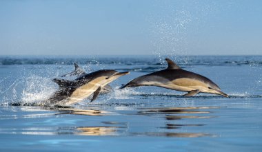 Yüzme ve su dışarı atlama yunuslar. Uzun burunlu ortak yunuslar. Bilimsel adı: Delphinus capensis. Yanlış Bay. Güney Afrika.