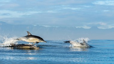 Yüzme ve su dışarı atlama yunuslar. Uzun burunlu ortak yunuslar. Bilimsel adı: Delphinus capensis. Yanlış Bay. Güney Afrika.