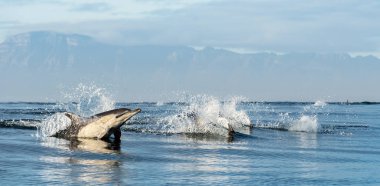 Yüzme ve su dışarı atlama yunuslar. Uzun burunlu ortak yunuslar. Bilimsel adı: Delphinus capensis. Yanlış Bay. Güney Afrika.