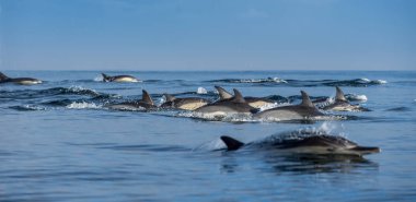 Yüzme ve su dışarı atlama yunuslar. Uzun burunlu ortak yunuslar. Bilimsel adı: Delphinus capensis. Yanlış Bay. Güney Afrika.