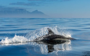 Yüzme ve su dışarı atlama yunus. Uzun burunlu bayağı yunus. Bilimsel adı: Delphinus capensis. Yanlış Bay. Güney Afrika. 