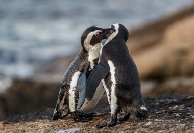 Afrika penguenler kayaya öpüşme. Bilimsel adı: Spheniscus demersus, olarak da bilinen jackass penguen ve kara ayaklı penguen. Kayalar Plajı'nda buzlu. Güney Afrika. 