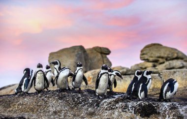 Gün batımında kaya üzerinde Afrika penguenler. Kayalar koloni. Güney Afrika. 