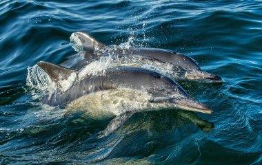 Yüzme ve su dışarı atlama yunuslar. Uzun burunlu ortak yunuslar. Bilimsel adı: Delphinus capensis. Yanlış Bay. Güney Afrika.