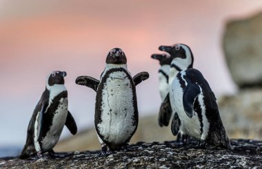Gün batımında kaya üzerinde Afrika penguenler. Kayalar koloni. Güney Afrika. 