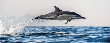 Dolphin swimming and jumping out of water. The Long-beaked common dolphin. Scientific name: Delphinus capensis. False Bay. South Africa.  clipart