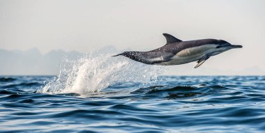 Yüzme ve su dışarı atlama yunus. Uzun burunlu bayağı yunus. Bilimsel adı: Delphinus capensis. Yanlış Bay. Güney Afrika. 