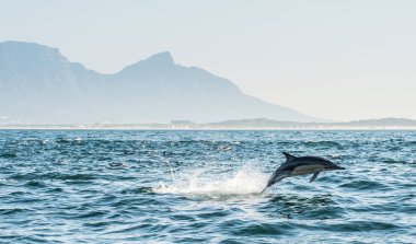 Dolphin swimming and jumping out of water. The Long-beaked common dolphin. Scientific name: Delphinus capensis. False Bay. South Africa.  clipart