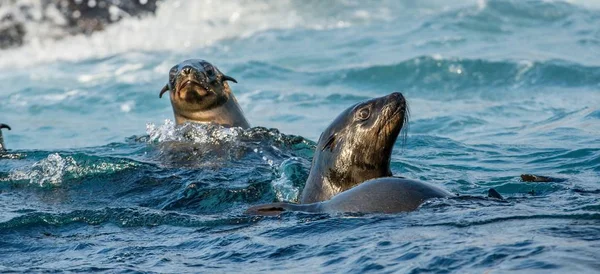 Las Focas Nadan Agua Foca Del Cabo Nombre Científico Arctocephalus —  Fotos de Stock