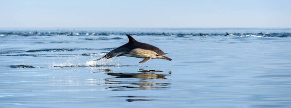 Dolphin swimming and jumping out of water. The Long-beaked common dolphin. Scientific name: Delphinus capensis. False Bay. South Africa. 