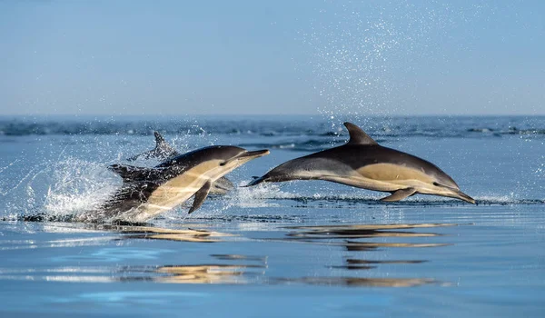 Dolfijnen Zwemmen Springen Uit Het Water Lange Beaked Gemeenschappelijk Dolfijnen — Stockfoto