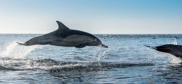 Dolphins swimming and jumping out of water. The Long-beaked common dolphins. Scientific name: Delphinus capensis. False Bay. South Africa.