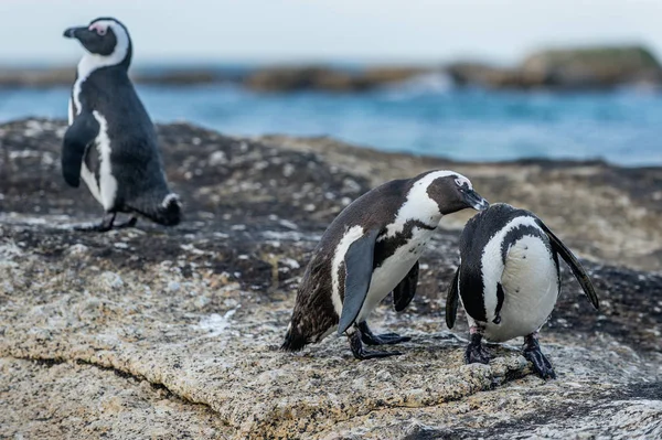 Цілуватися Африканських Пінгвіни Скелі Наукова Назва Піднімаючі Demersus Також Відомий — стокове фото