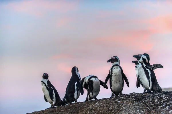 Afrikanska Pingviner Stenen Vid Solnedgången Stenblock Koloni Sydafrika — Stockfoto