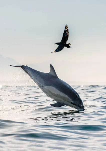 Een Dolfijn Een Vogel Dolfijn Uit Het Water Springt Jager — Stockfoto