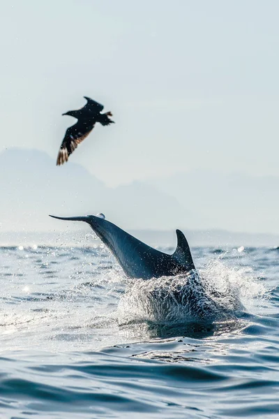 Delfin Och Fågel Delfinen Hoppar Vattnet Och Labb Flyger Långnäbbiga — Stockfoto