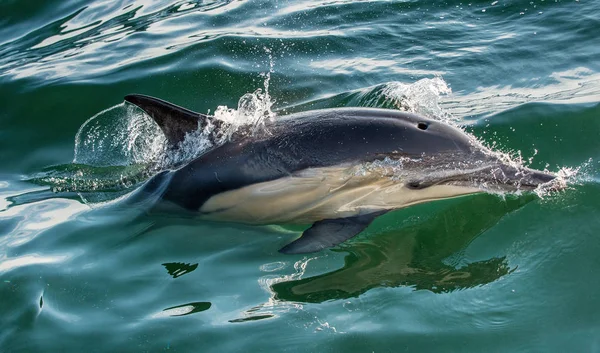 Delfin Pływanie Wyskakując Wody Prakolczatka Delfina Nazwa Naukowa Delphinus Capensis — Zdjęcie stockowe