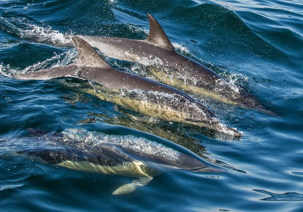 Delfini Che Nuotano Saltano Fuori Dall Acqua Delfini Comuni Dal — Foto Stock