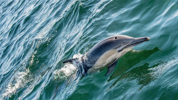 Дельфин Плавает Прыгает Воды Длинноклювый Обычный Дельфин Научное Название Delphinus — стоковое фото