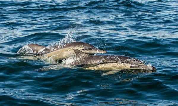 Delfinek Úszás Ugrás Vízből Hosszúcsőrű Közös Delfinek Tudományos Név Delphinus — Stock Fotó