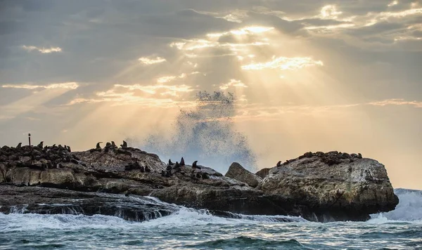 Kolonie Zeehonden Het Eiland Stralen Van Zon Door Wolken Lucht — Stockfoto