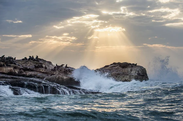 Colónia Focas Ilha Raios Sol Através Das Nuvens Céu Amanhecer — Fotografia de Stock