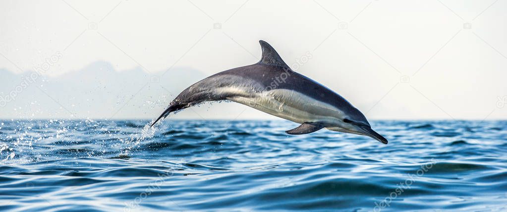 Dolphin swimming and jumping out of water. The Long-beaked common dolphin. Scientific name: Delphinus capensis. False Bay. South Africa. 