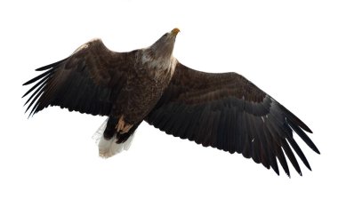 Beyaz arka plan üzerinde izole uçuş yetişkin ak kuyruklu kartal. Bilimsel adı: Haliaeetus albicilla. 