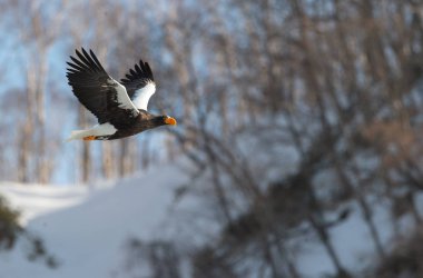 Karlı dağ arka plan üzerinde uçuş yetişkin Steller'ın deniz kartal. Bilimsel adı: Haliaeetus pelagicus. 