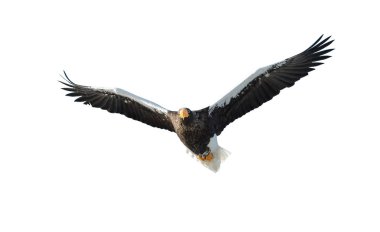 Steller'ın deniz kartal beyaz arka plan üzerinde izole uçuş. Bilimsel adı: Haliaeetus pelagicus.