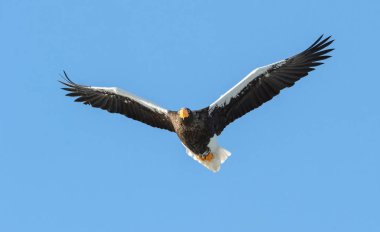 Steller'ın deniz kartal uçuş mavi gökyüzü üzerinde. Bilimsel adı: Haliaeetus pelagicus.