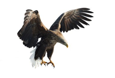 Beyaz arka plan üzerinde izole uçuş yetişkin ak kuyruklu kartal. Bilimsel adı: Haliaeetus albicilla. 
