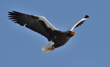 Steller'ın deniz kartal uçuş mavi gökyüzü üzerinde. Bilimsel adı: Haliaeetus pelagicus.