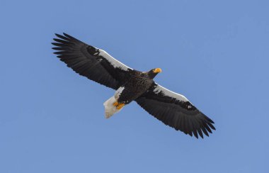 Steller'ın deniz kartal uçuş mavi gökyüzü üzerinde. Bilimsel adı: Haliaeetus pelagicus.